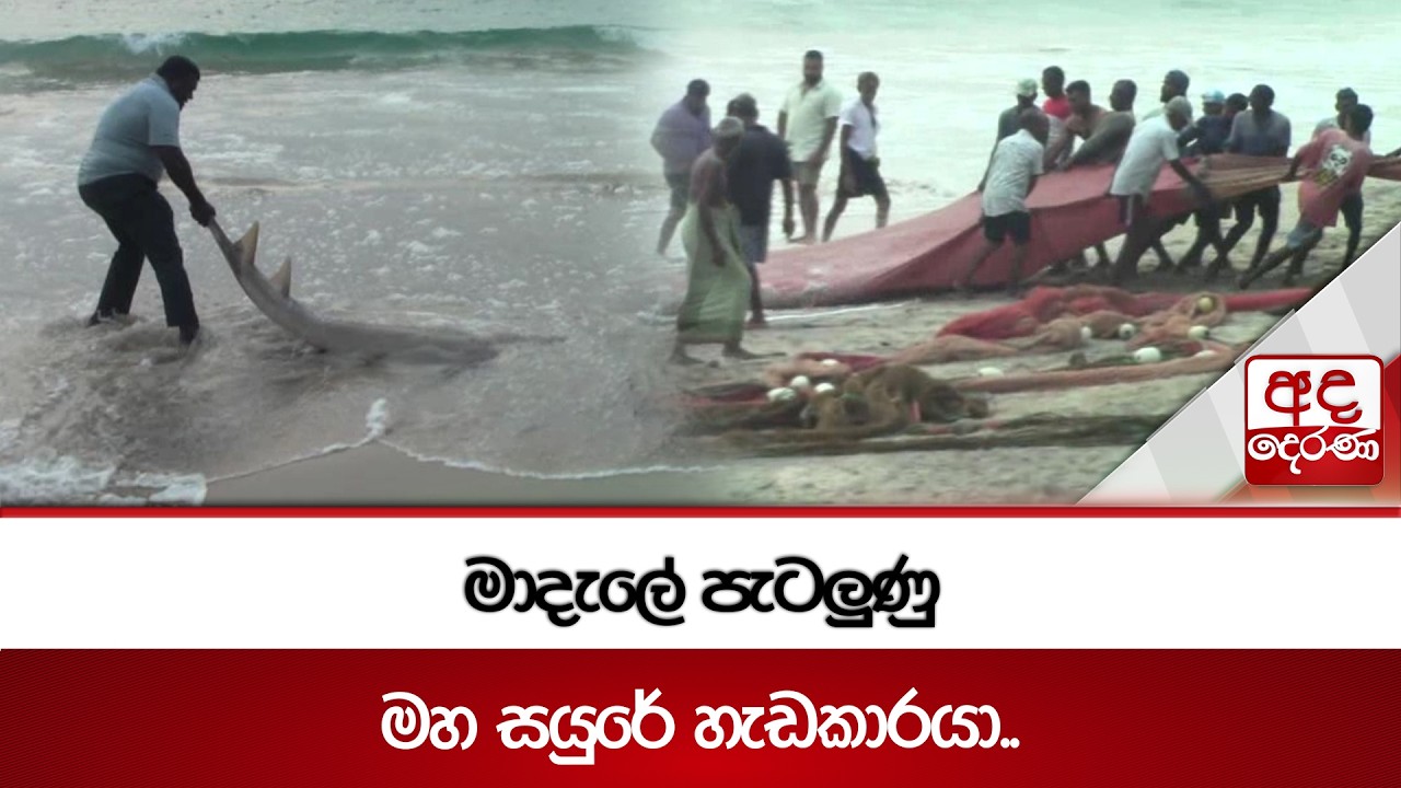 මාදැලේ පැටලුණු මහ සයුරේ හැඩකාරයා.. | Ada Derana