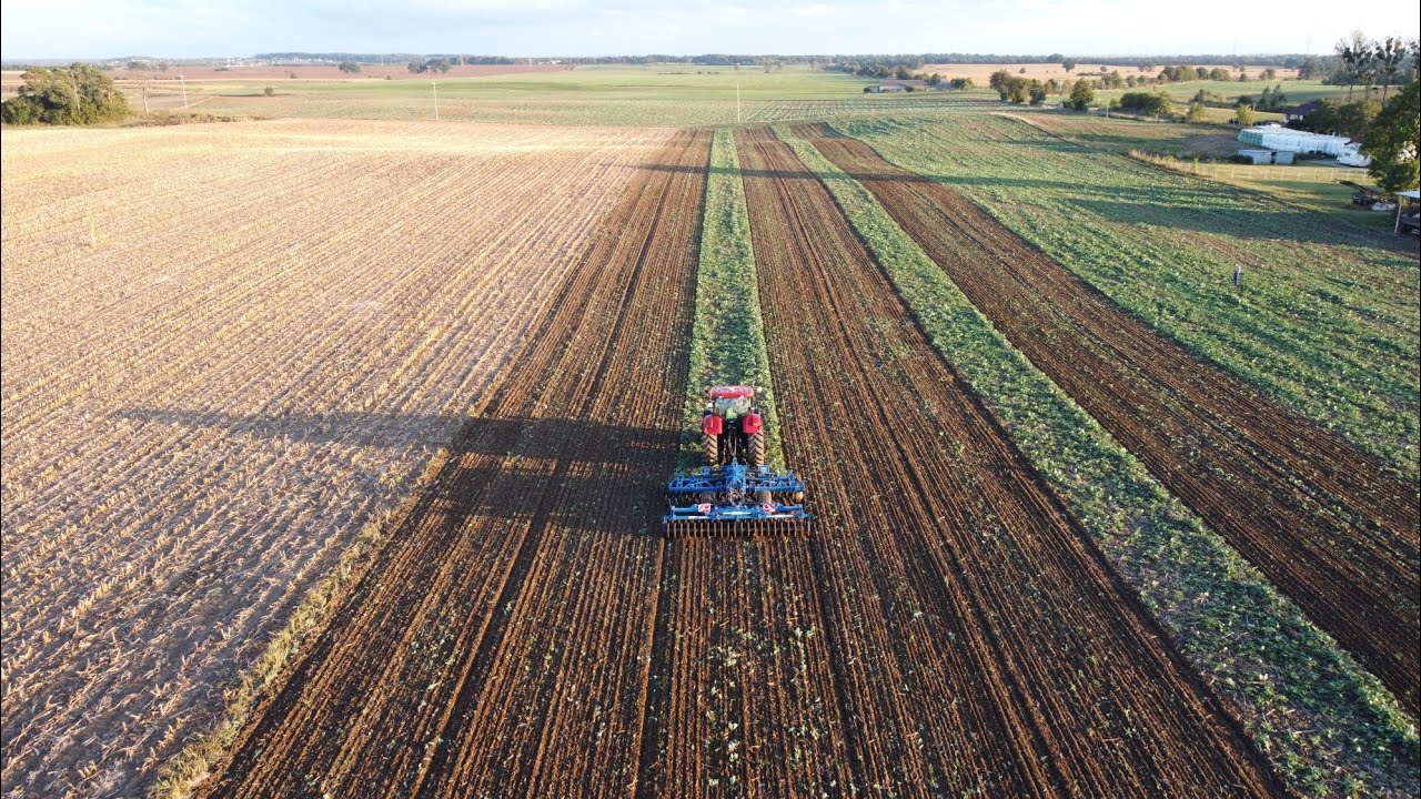 Niszczenie samosiew&oacute;w 2024 z Broną Talerzową  Landstal BTH 500 | Case IH Puma 170 cvx