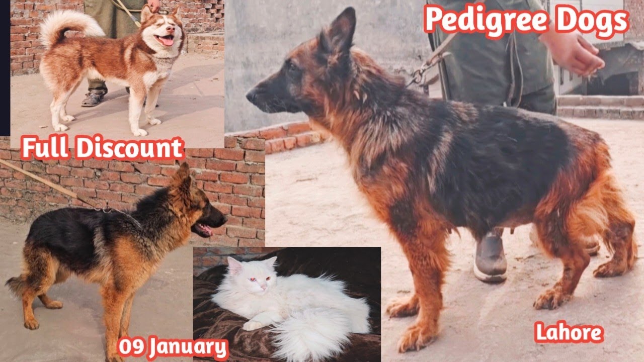 Pedigree Dogs On Full Discount Lahore | German shepherd | Husky | Coco spenial | American pitbull 