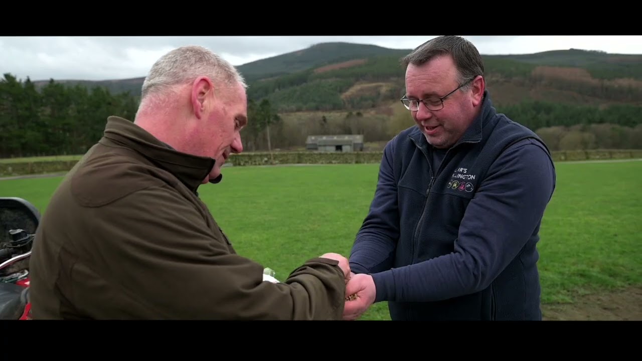 Early Bite Pellets Transform Lamb Growth at Holylee Farm | Upland Sheep System Explained