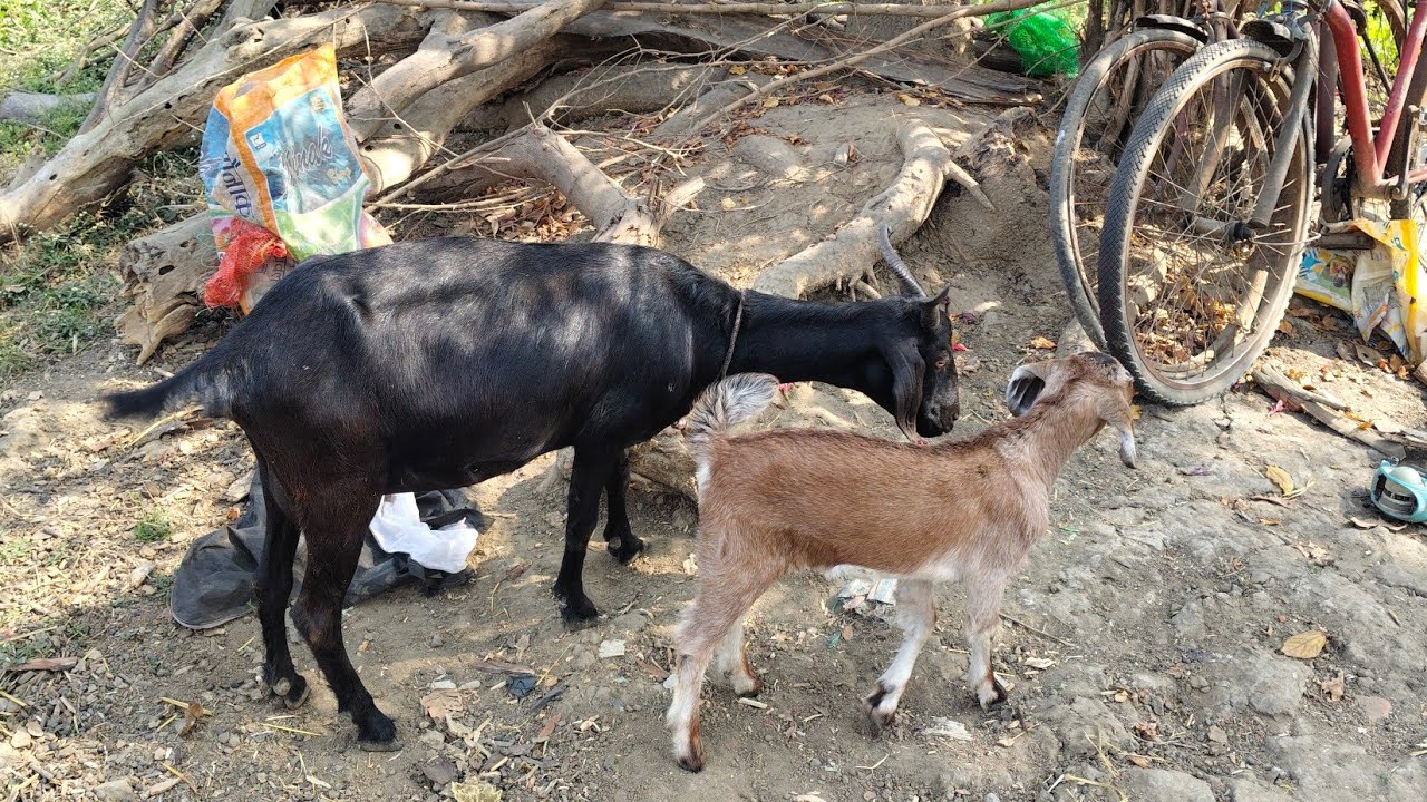 “Bakri Ki Sahi Time Par Chadhai 🐐 | 90% Log Karte Hain Ye Galti!”