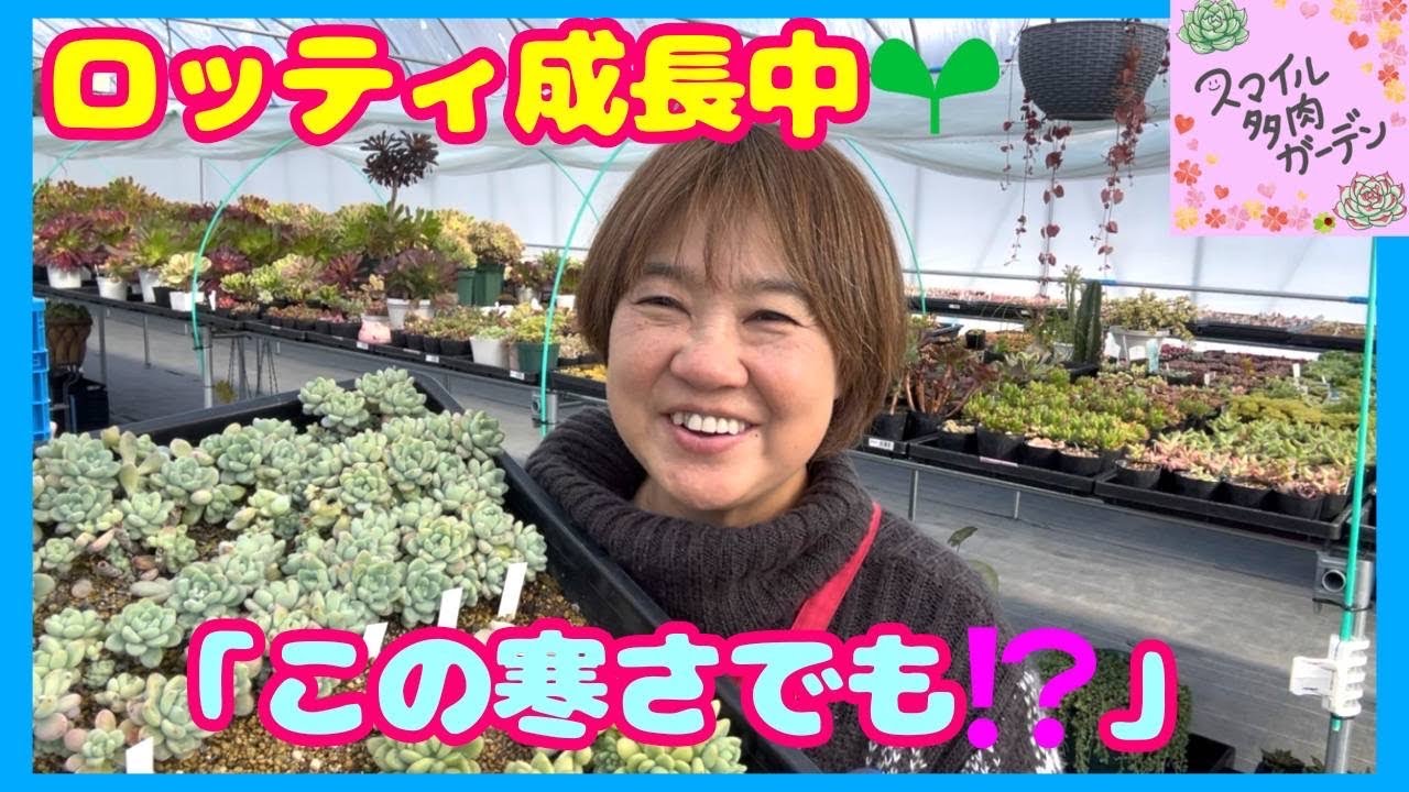 「大人気ロッティ🌱寒さの中でも成長中｜カット＆あたふたもも🍑の日常」