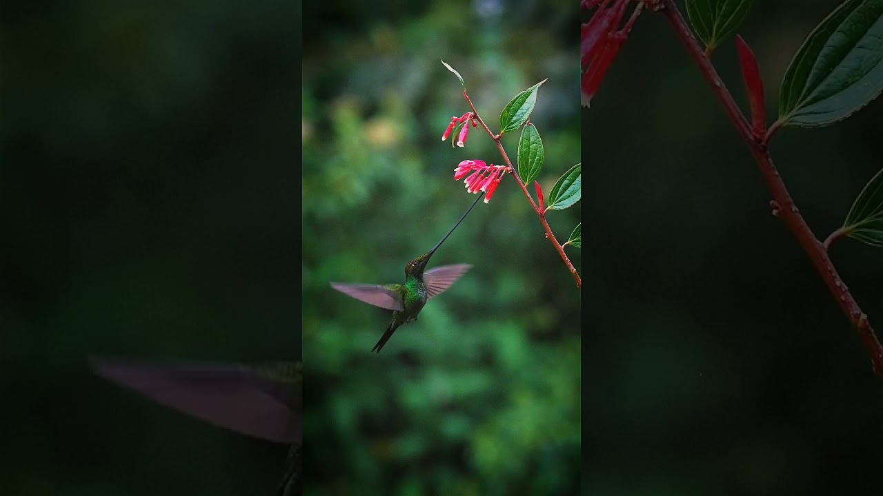 #birds #birdsphotography #birdsplanet #wild #wildlife #wildlifephotographer #animal #animalloves