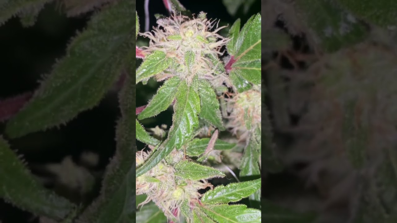 #homegrow #howtogrowweed