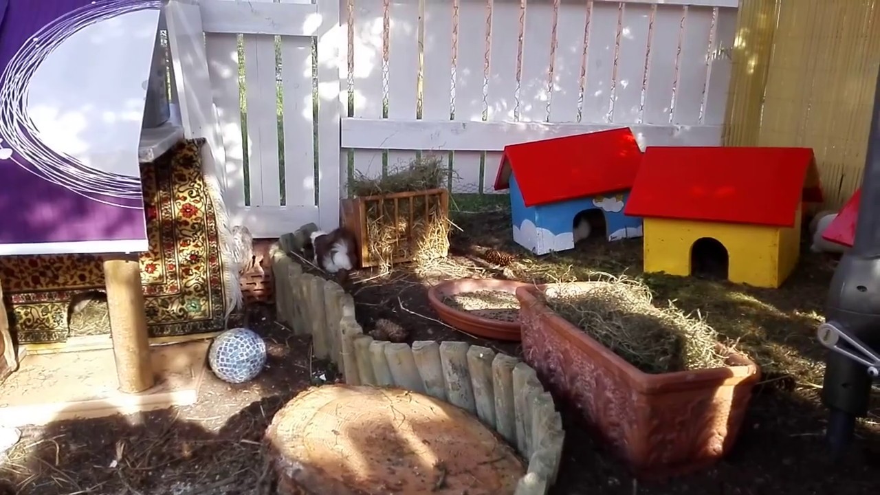 Bravo! Das Meerschweinchenfarm Projekt ist fertig!