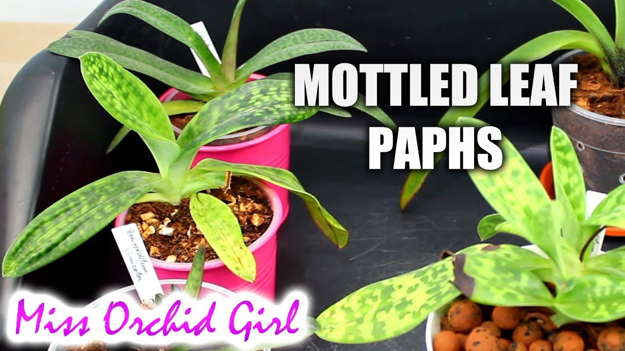 Slipper Orchids Update #2 - Mottled-leaf Paphiopedilums