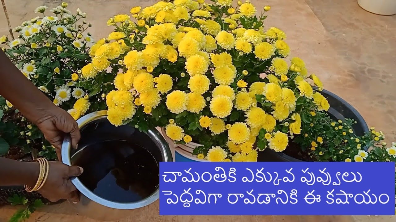 చామంతి మంచి రంగు, ఎక్కువ రోజులు ఉండటంతో పాటు దీనికి వచ్చే చీడ పీడలు వాటి నివారణ ఈ వీడియోలో