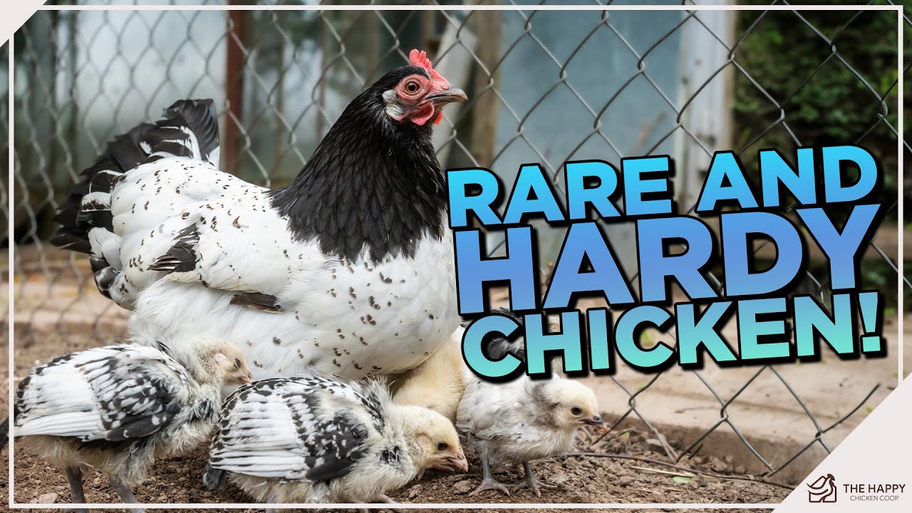 Get to Know the Black-and-White Lakenvelder Chickens!