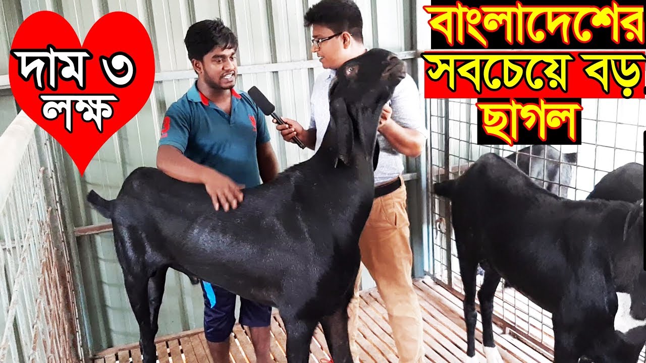 দেখুন বাংলাদেশের সবচেয়ে বড় খাসি ছাগল দাম ৩ লক্ষ টাকা। উন্নত জাতের ছাগলের দাম জানুন goat price in bd