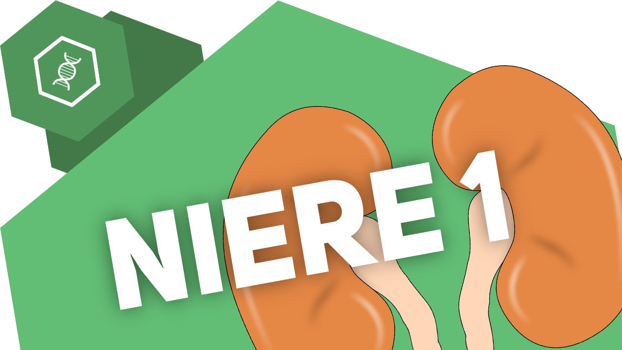 Die Niere 1 &ndash; Organe des Menschen