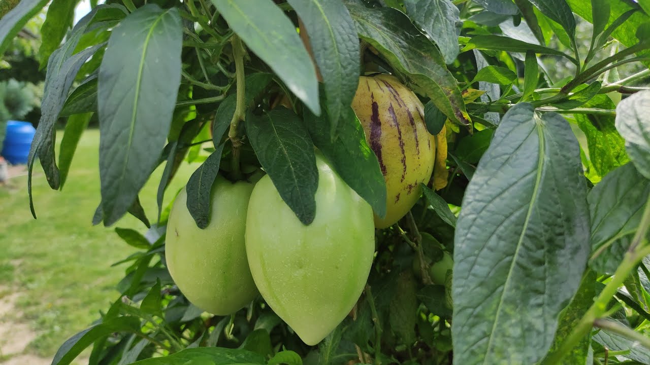 Pomidor melonowy, Pepino uprawa od A do Z, psianka melonowa 🍈🍈mniam 😊🌴🌱👍