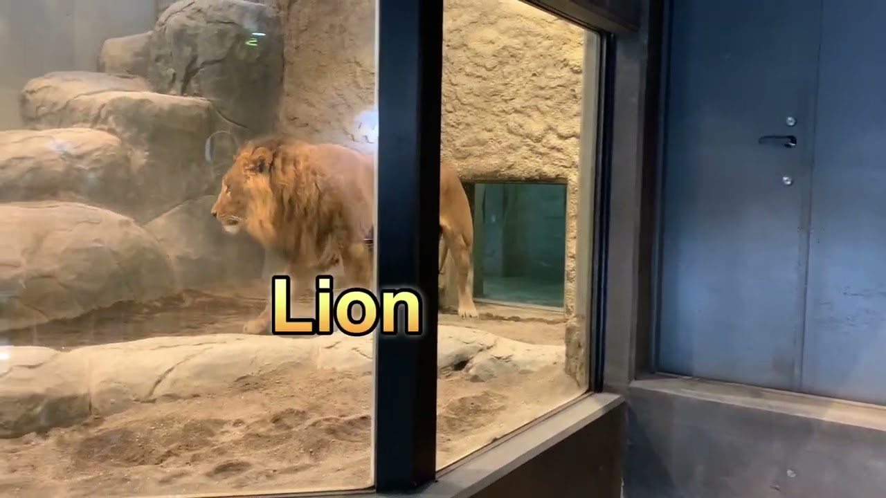 Beautiful but Fierce Animals