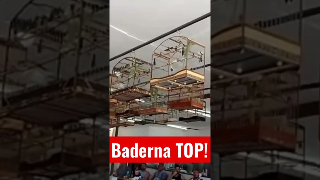 Baderna de coleiro! Aqui s&oacute; os fortes sobrevivem! #papacapim #coleiro #torneiodecoleiro #tuitui