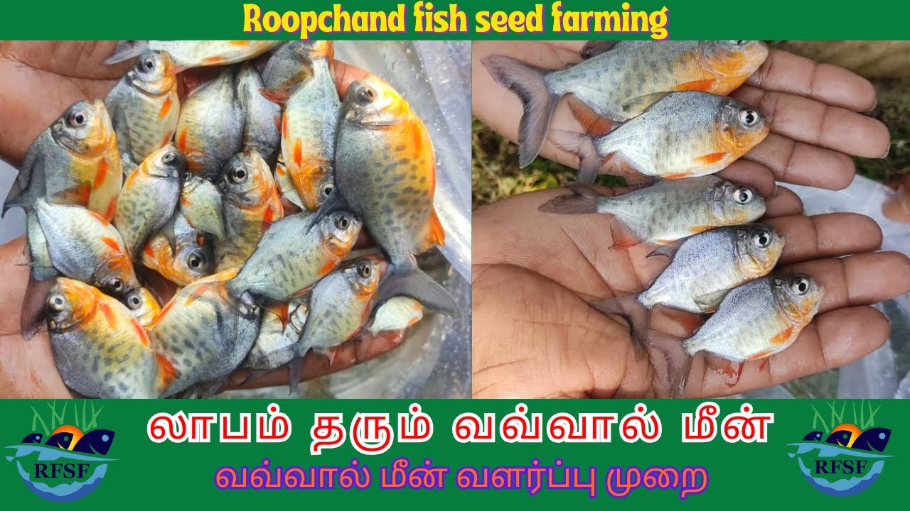லாபம் தரும்  வவ்வால்  மீன்  வளர்ப்பு முறை - முழு தகவல் / Roopchant Fish Seed / vavval meen valarppu