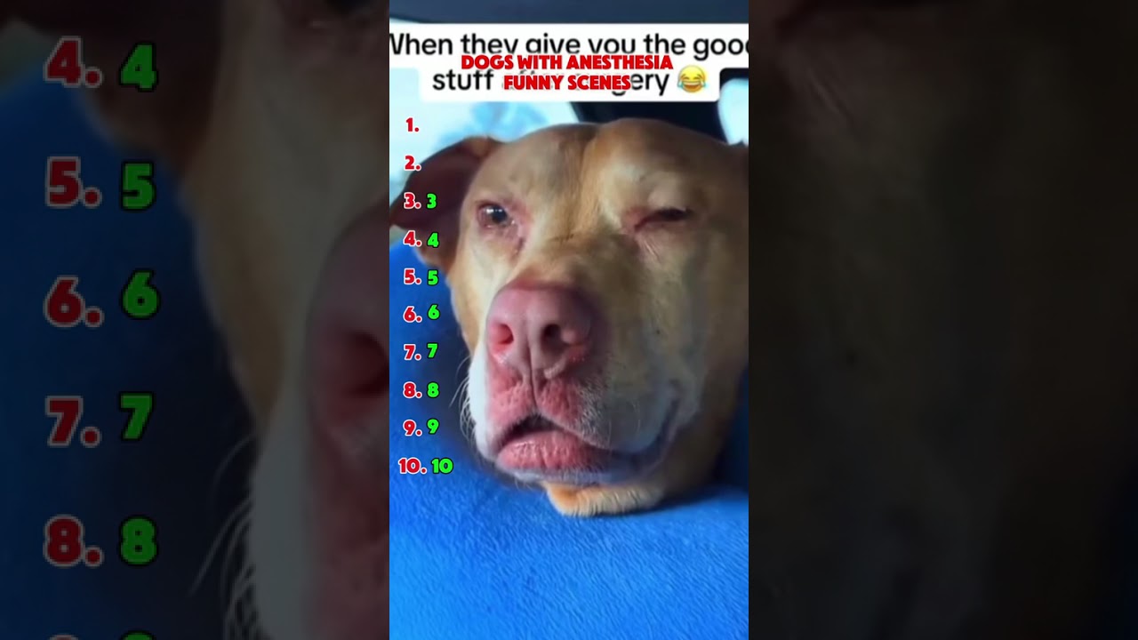 Ranking Funniest Dogs After Anesthesia Moments 🐶💤😂