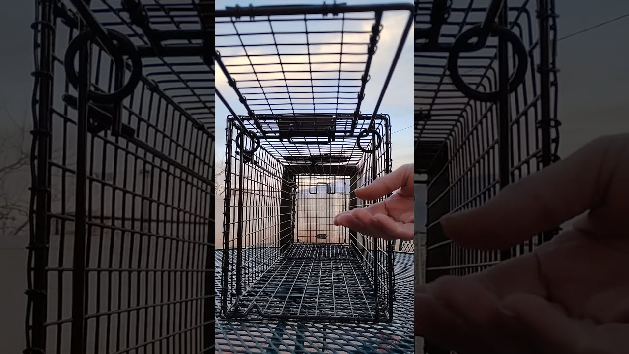 Setting a Tru Catch Gravity trap and other tips for success #TNR #trucatch