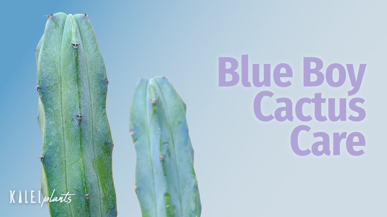 Myrtillocactus Geometrizans 101 / Blue Boy Cactus Care Guide + Tips to Repot, Grow & Propagate