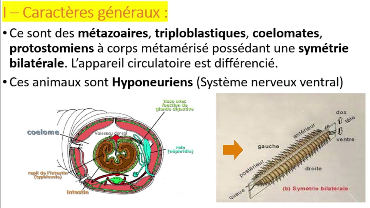 Biologie animale : Embranchement des Annélides