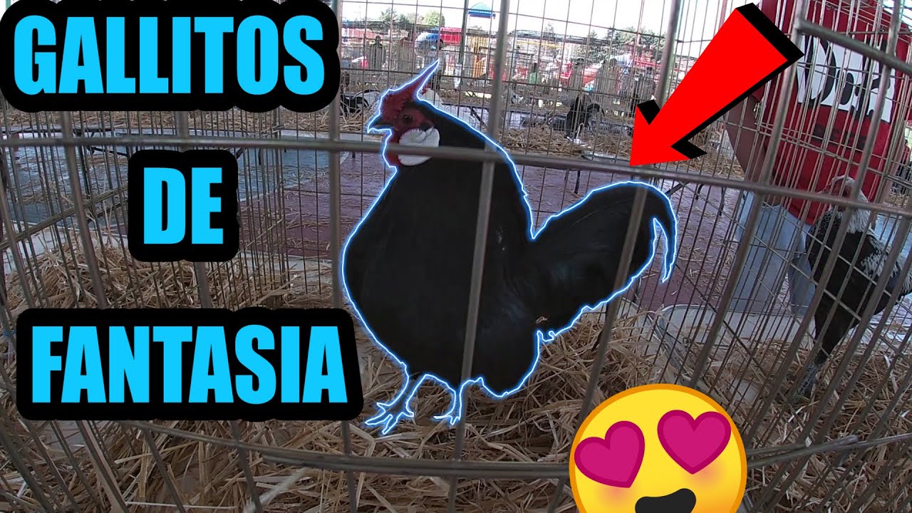 Gallitos miniatura increíble variedad kikiriki