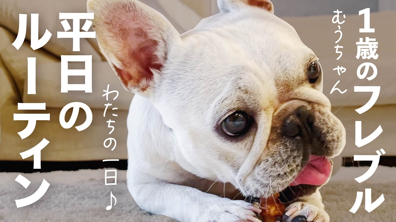 [ フレブル密着 ] むうちゃんの平日ルーティン/ フレブルと暮らす20代夫婦