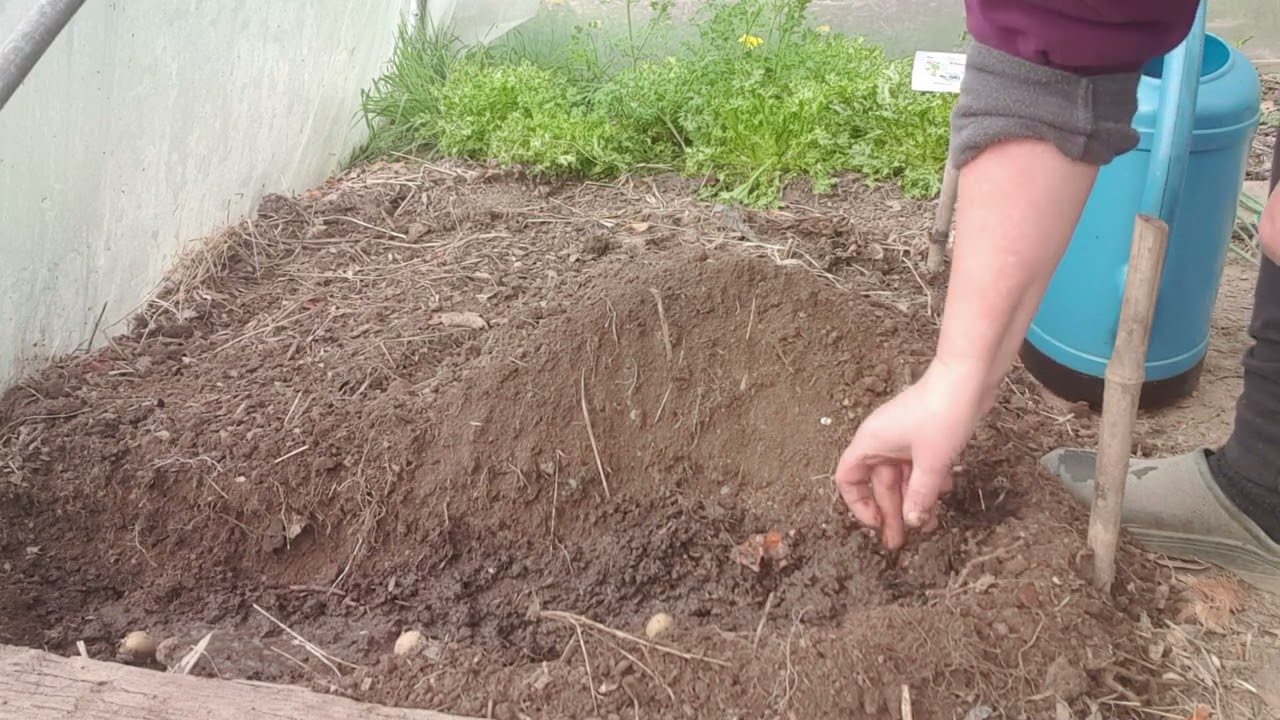 Plantation de la ratte  (pommes de terre)
