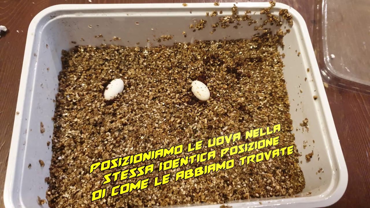 Come costruire un'incubatrice