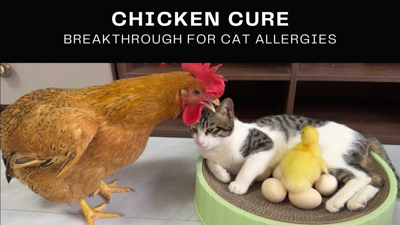 Chicken-Derived Solution: A Breakthrough for Cat Allergy Sufferers