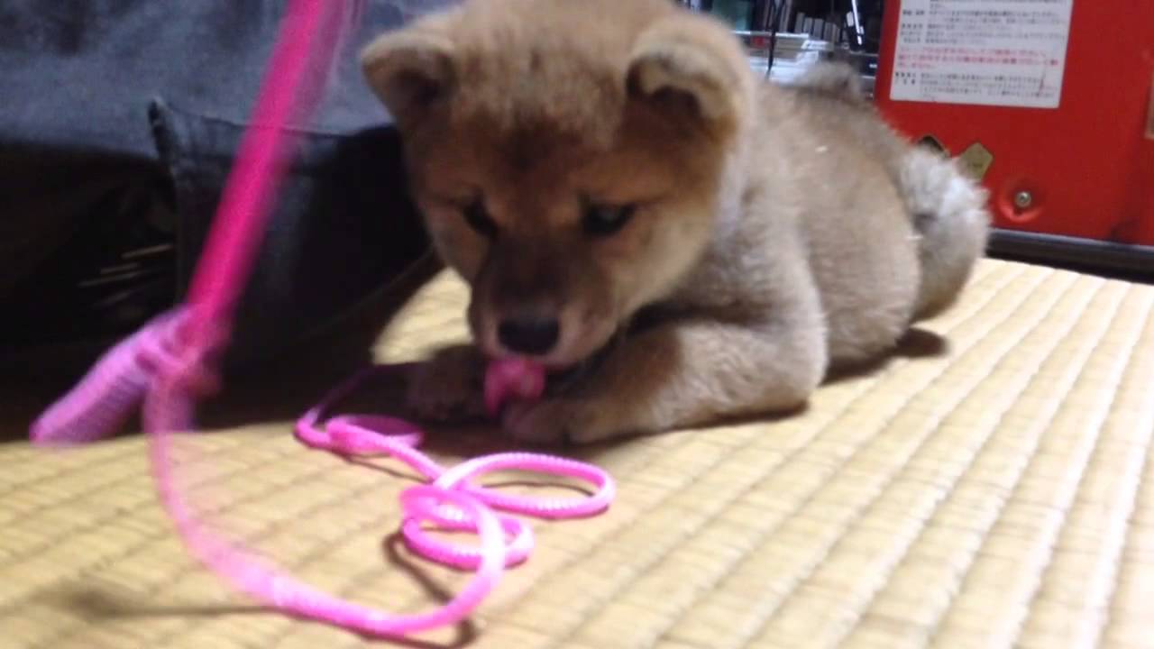柴犬もも 赤ちゃんももの初めての獲物
