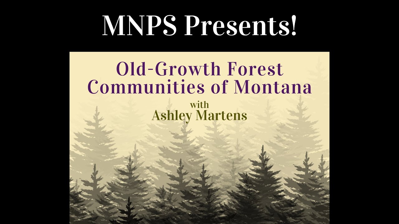 Old Growth Forests of Montana with Ashley Martens