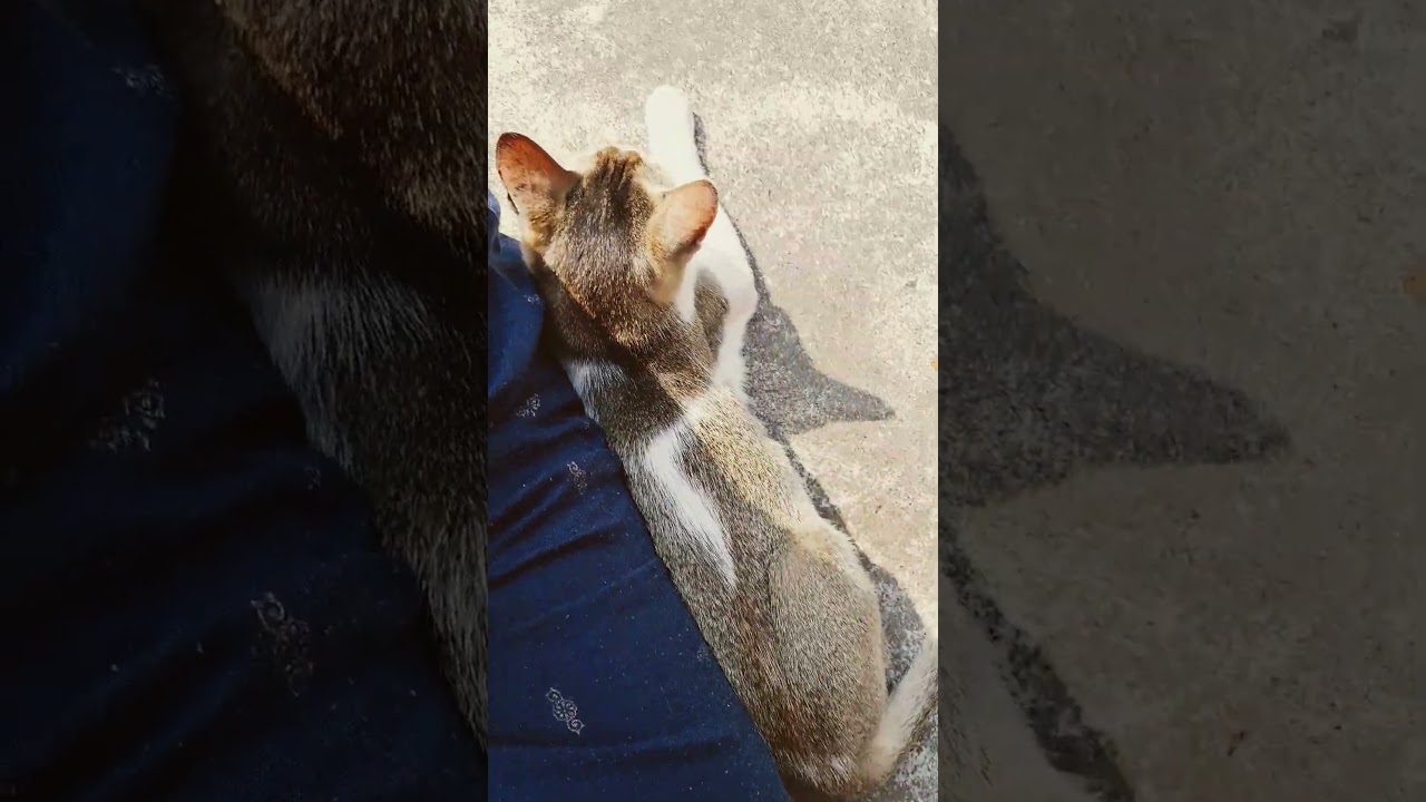 #catfunny