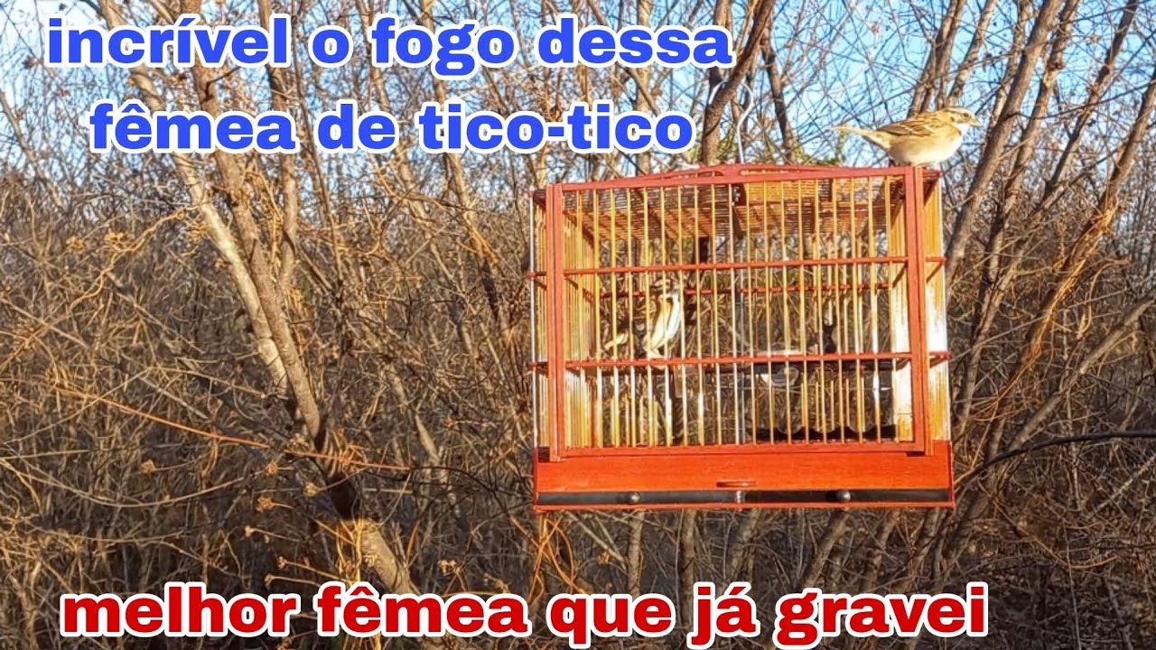 incrível. melhor fêmea de tico-tico solta que já gravei para o canal.