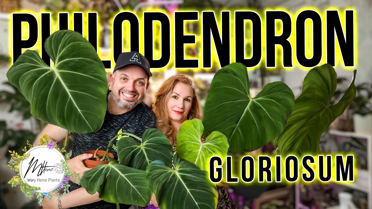 EXPECTACULAR😍❤️ Philodendron Gloriosum🌿🍃🍀 | Cortes | Trasplante | Sustrato y mas...