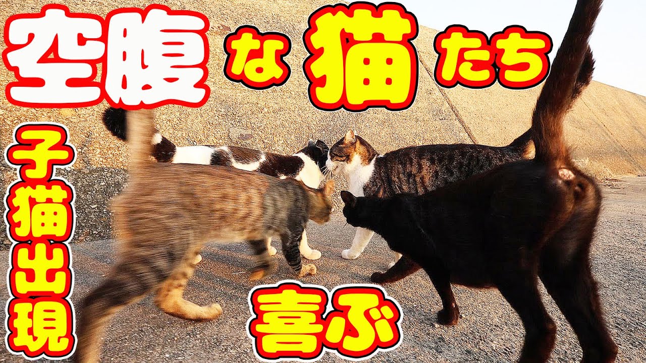 空腹な猫 子猫たちにご飯あげたら・・・ TNR完遂のさくらねこコロニーに捨て猫から野良猫が増えてしまった