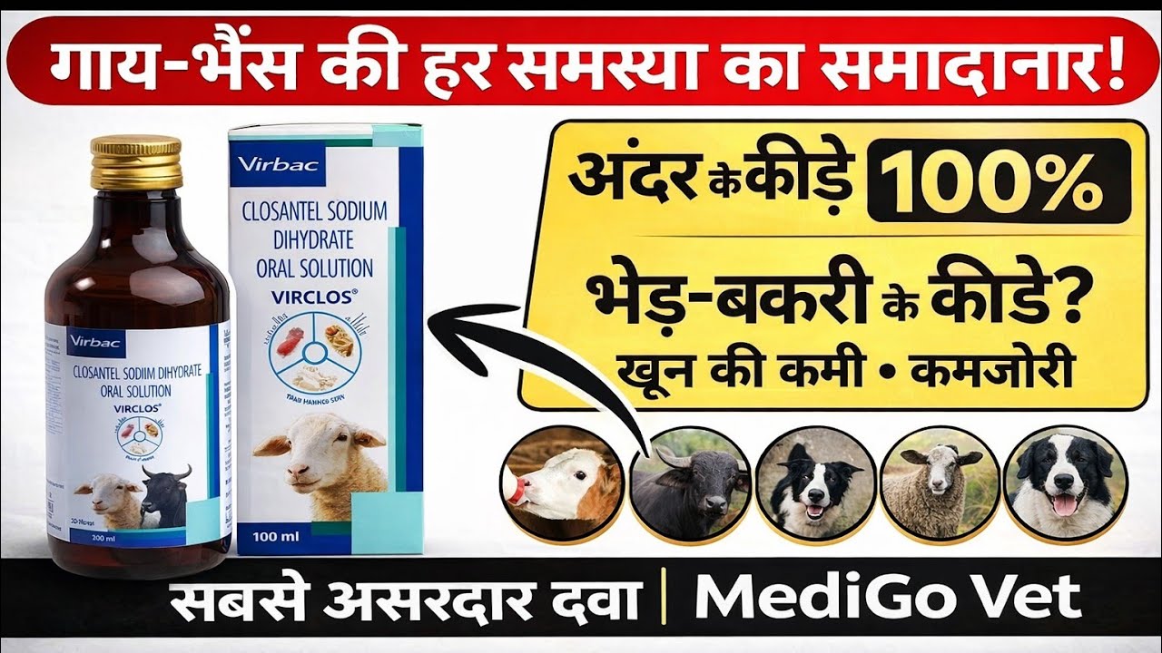Virclos Oral Solution क्या है? बकरी-भेड़ के लिए सही उपयोग