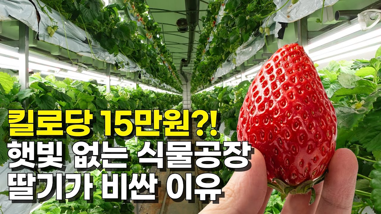 햇빛 없이 일년 내내 딸기 만들어내는 스마트팜 설치비와 수익은?
