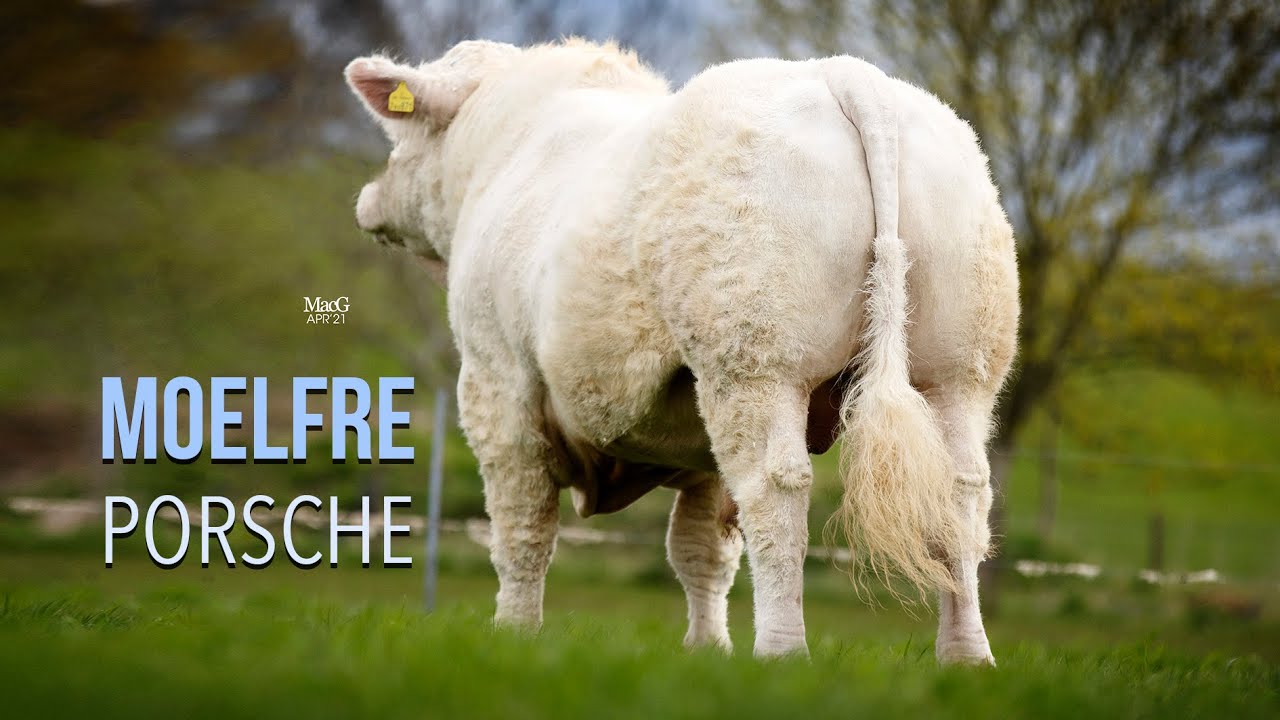 MOELFRE PORSCHE - CHAROLAIS BULL