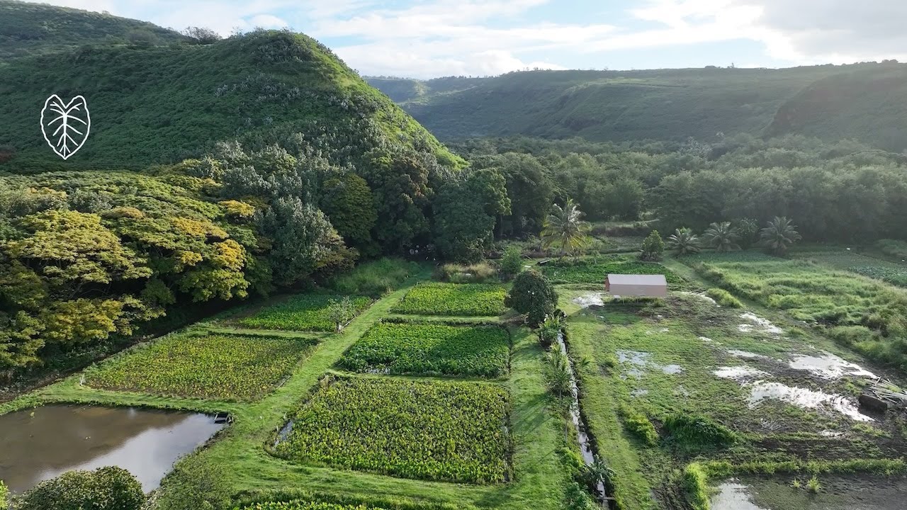 Ulu Pono: Thriving Through Aloha Aina