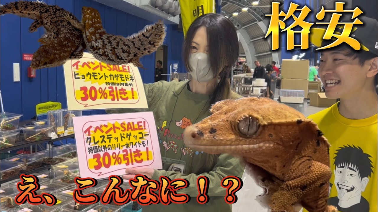 お祭りだからこその値段！？トカゲが安すぎ！！！！！【BLACK OUT!23/5/14 Part2】