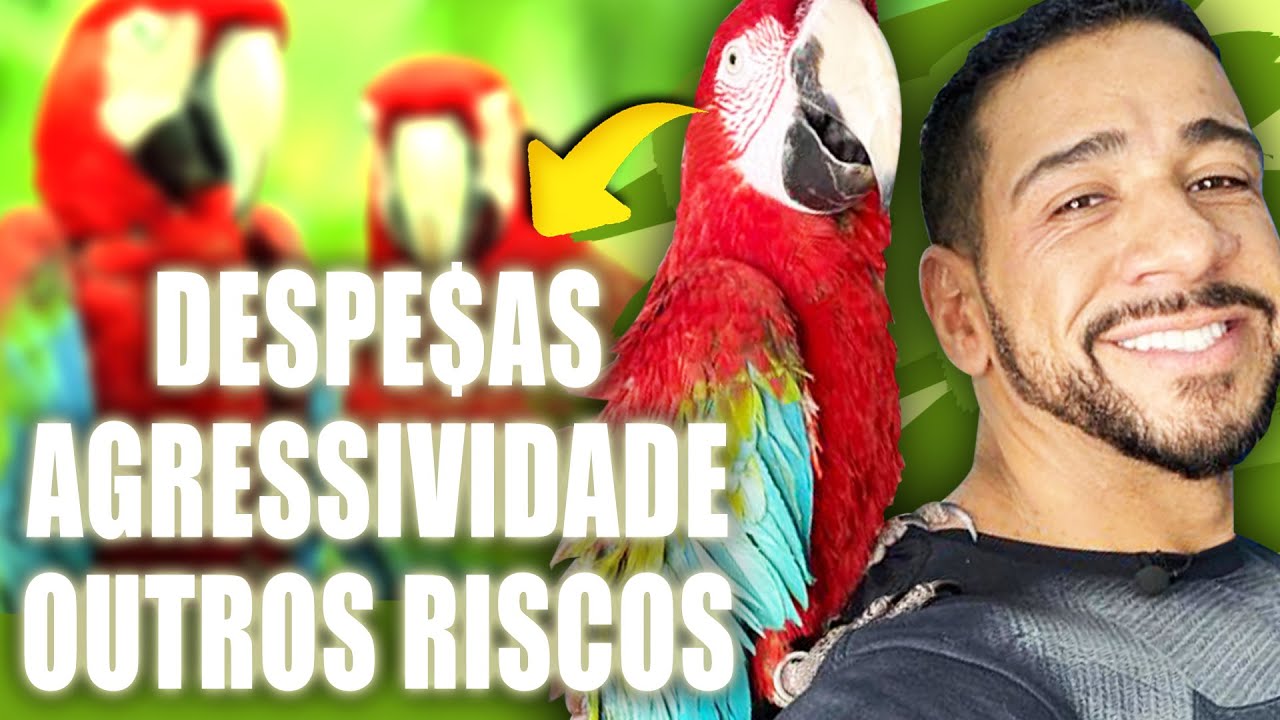 NÃO TENHA UMA ARARA ANTES DE VER ESSE VÍDEO