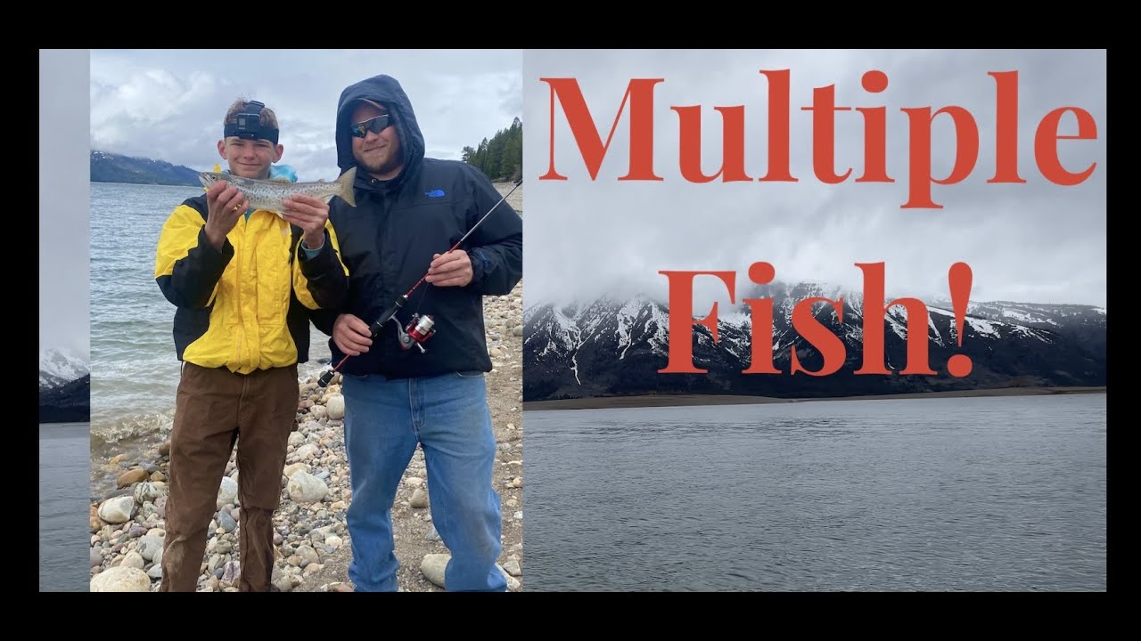 Yellowstone Wildlife and Jackson Lake Fishing!
