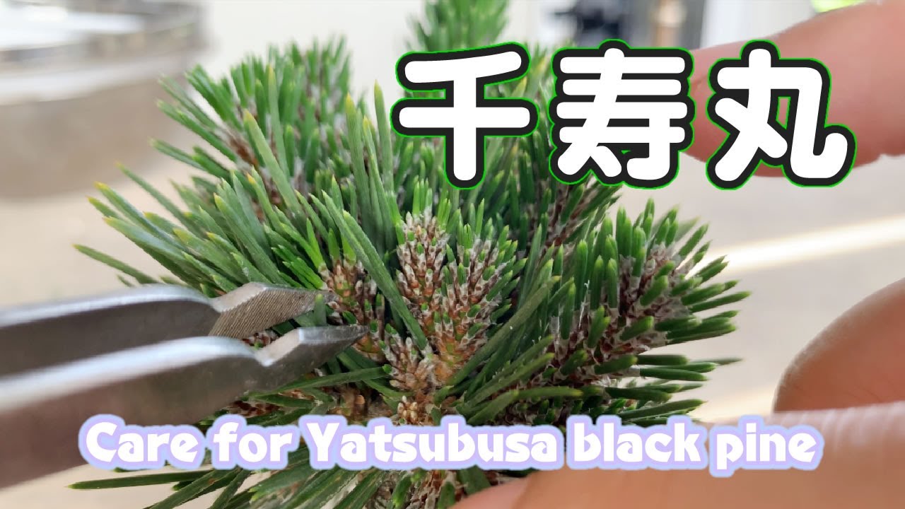 千寿丸の手入れ（中芽切りと古葉取り）／Care for Yatsubusa black pine (cutting intermediate buds and removing old leaves)