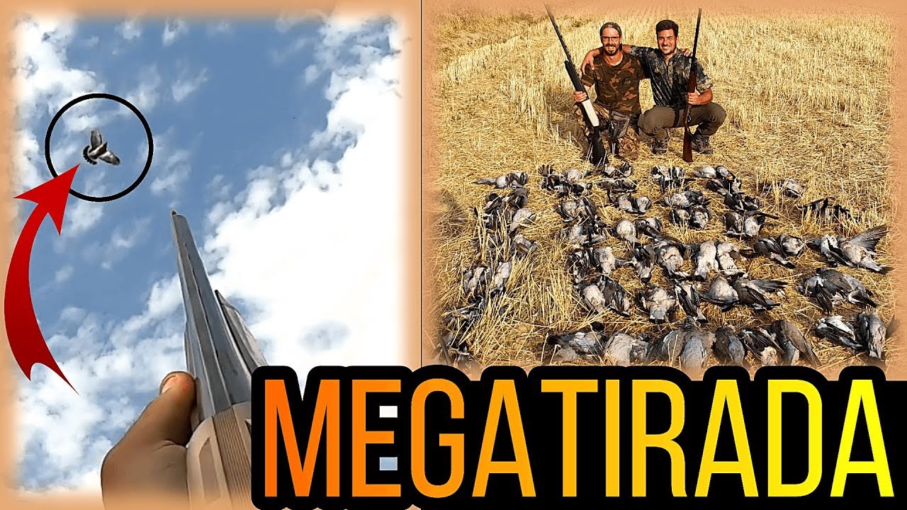 Caza de TORCACES en MEDIA VEDA / Wood Pigeon Hunting