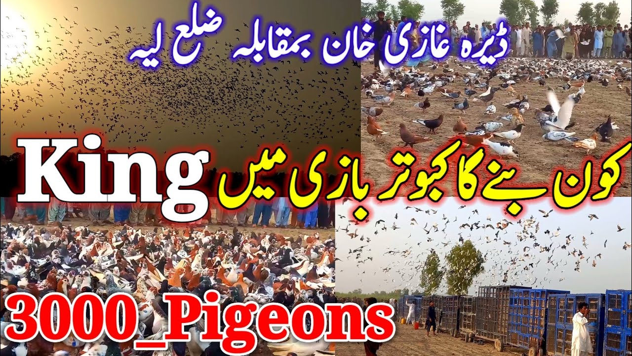 Who Will Be the King of Kabootar Bazi? | World's Biggest 3000 Pigeon Flight