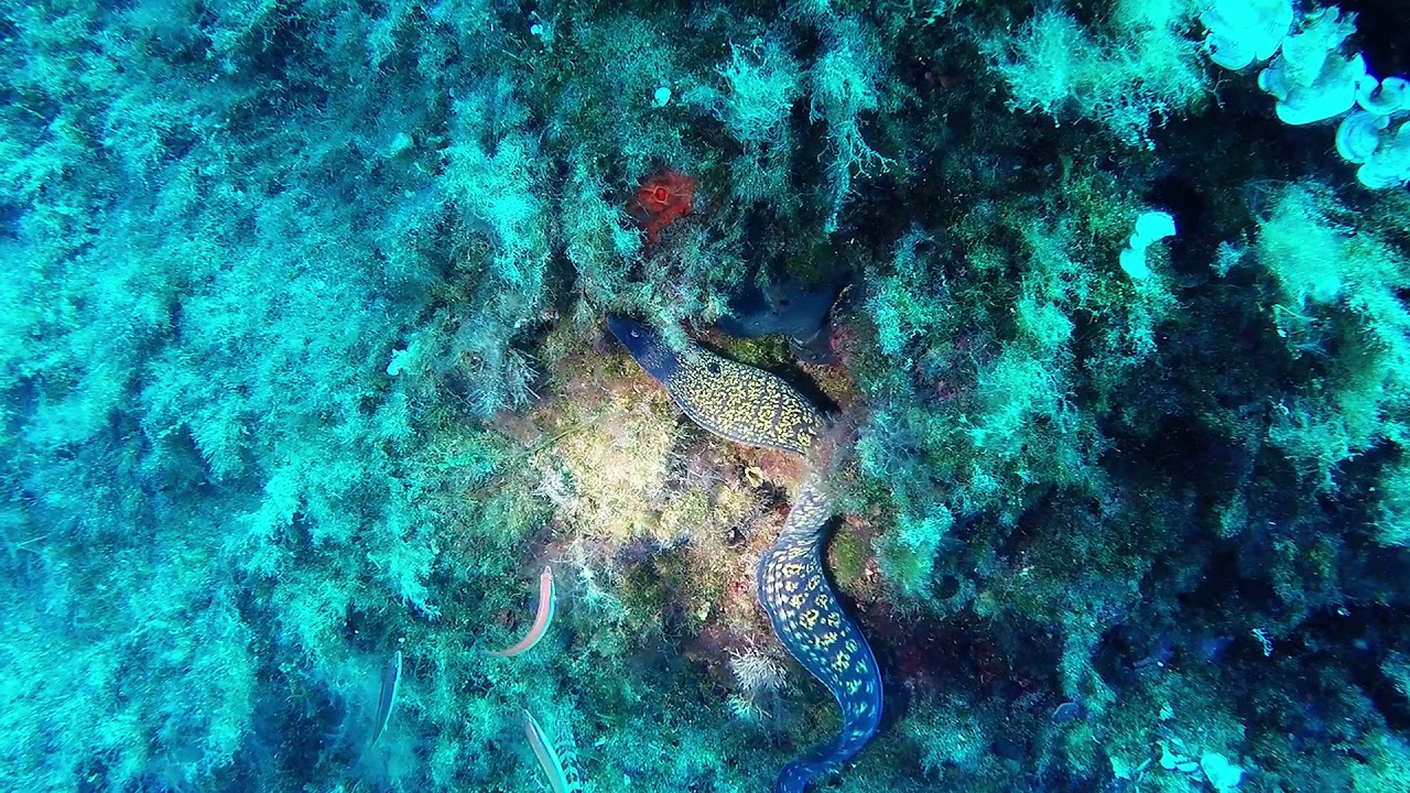 Diving in Tropea, Italy, Vadaro & Formicoli