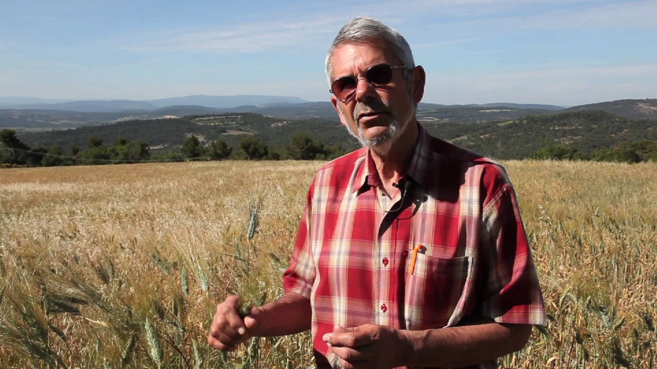 PNR LUBERON - La culture des céréales anciennes