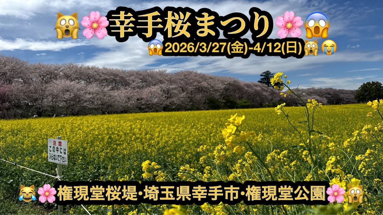 【プレミア】【４ｋ】🙀🌸幸手桜まつり(2025/03/27-04/12)🌸・菜の花畑😱権現堂桜堤😆埼玉県幸手市😳(24m44s）🤣BGM:#riokazumiのピアノ語り