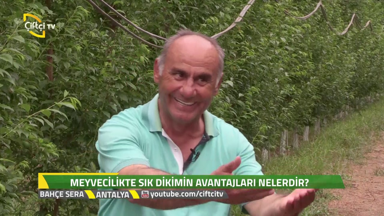 Bahçe Sera - Örtü Altında Angelino Erik Yetiştiriciliği
