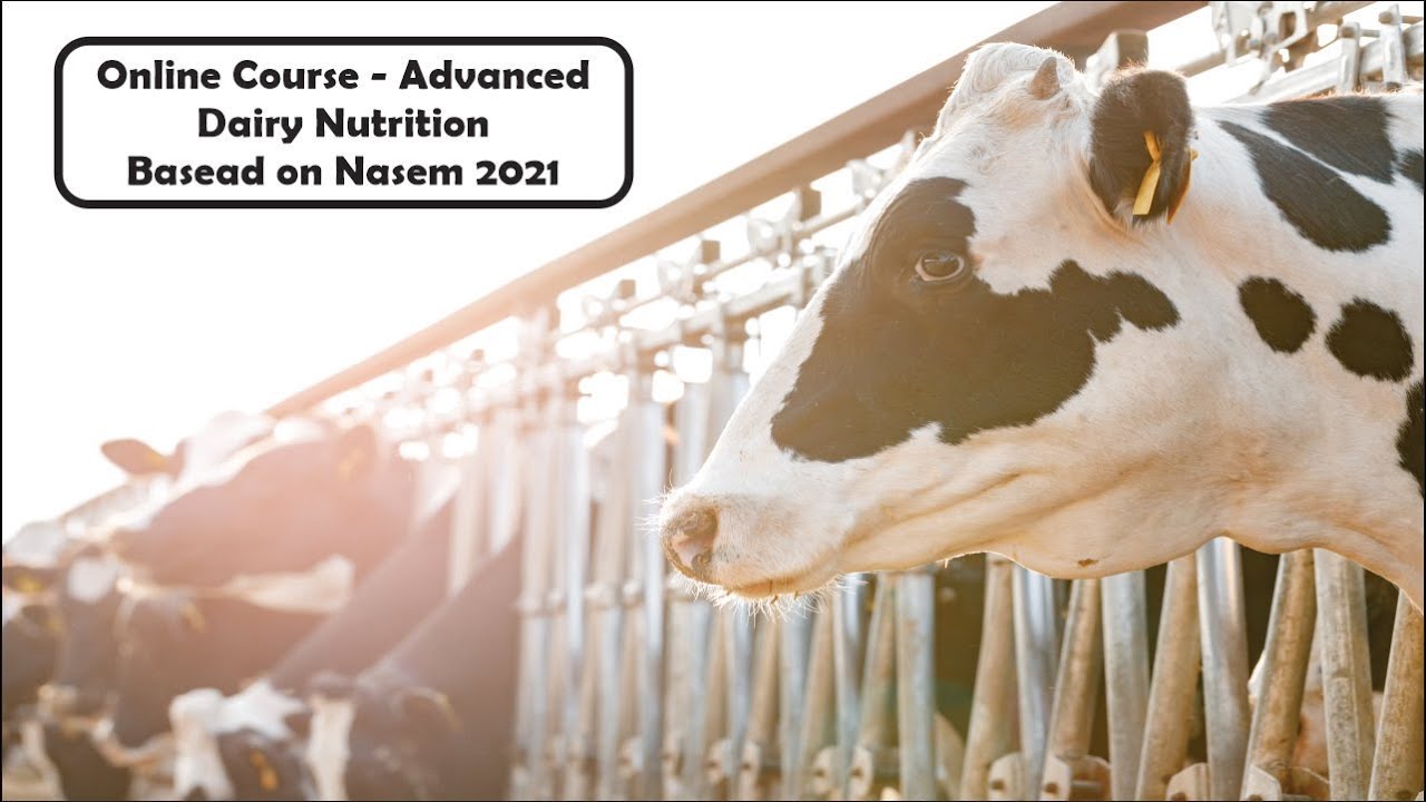 Advanced Dairy Nutrition based on Nasem - Review