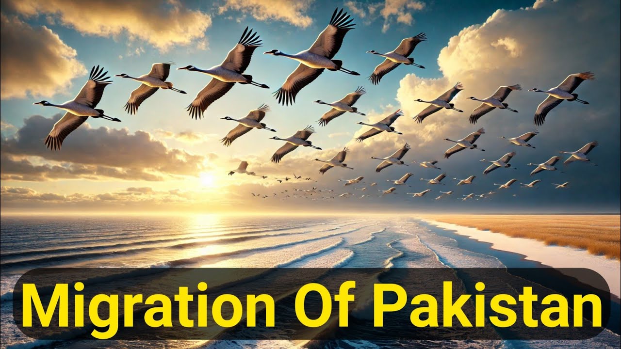 koonj bird migration in Pakistan | siberian crane migration to Pakistan | Long flying bird