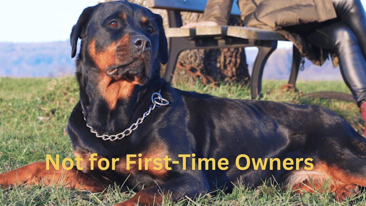 Rottweilers: Loyal Guardians or Risky Pets?